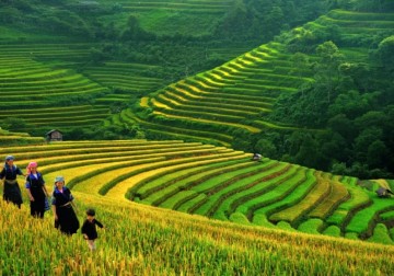 Sapa