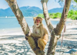 ОСТРОВ ОБЕЗЬЯН И ОСТРОВ ОРХИДЕЙ