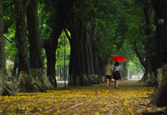 Những thảm lá vàng cuối mùa xuân Hà Nội